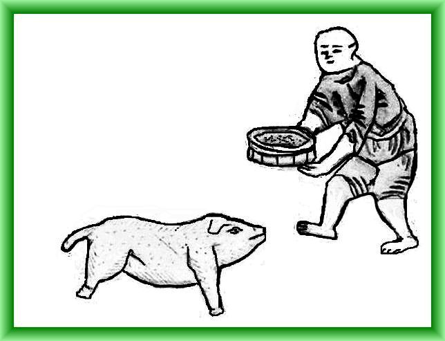 Feeding the pig - (2233)